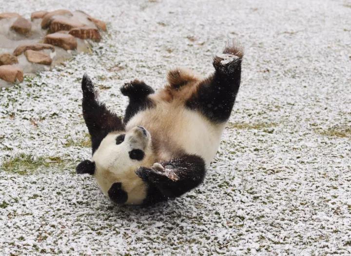 多地迎入冬來(lái)最低溫！這些地方終于迎來(lái)初雪……